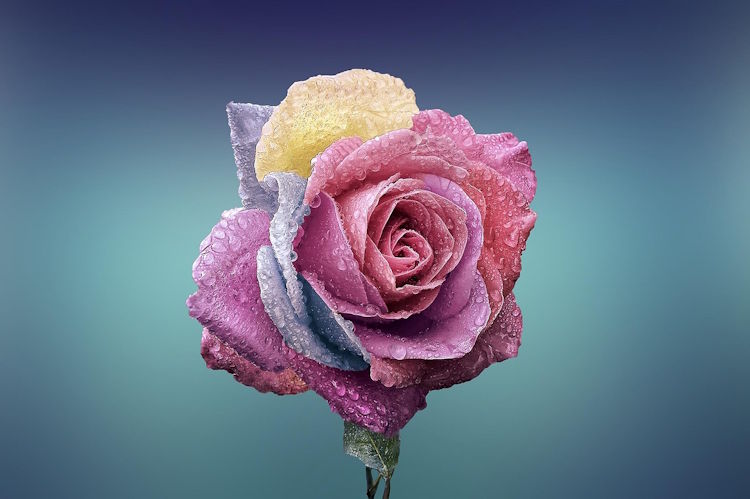Circle of Trust: Beauty