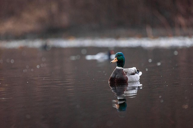 The Peace of Wild Things